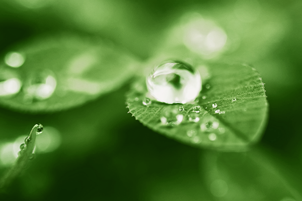 Image of water droplets on leaf
